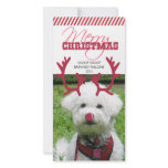 Reindeer Antler & Red Nose Pet Christmas! Photo Cards