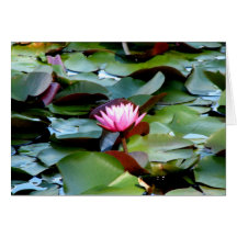 Reinstein Woods - Lily Pond Card