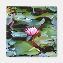 Reinstein Woods - Lily Pond Fridge Magnets