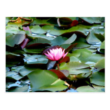 Reinstein Woods - Lily Pond Postcard