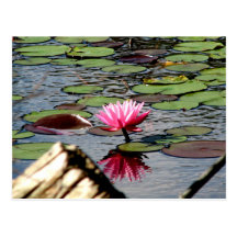 Reinstein Woods - Lily Pond Postcard