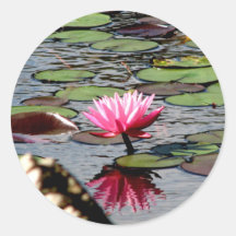 Reinstein Woods - Lily Pond Sticker