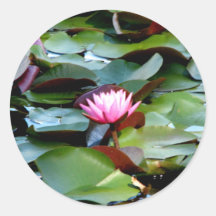 Reinstein Woods - Lily Pond Stickers