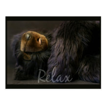 Relax Post Card With Sleeping Bear