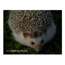 relaxed hedgehog postcard