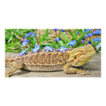 Relaxing Bearded Dragon Custom Photo Card