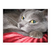 Relaxing Cat Post Card