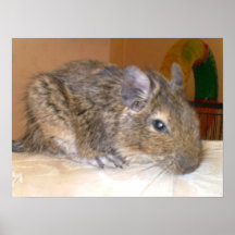 Relaxing Degu Print