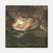 Relaxing Duck Magnet