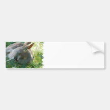 Relaxing Kangaroo Bumper Sticker