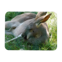 Relaxing Kangaroo Flexible Magnet