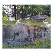 Relaxing Sheep Photograph