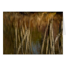 Relections on Life Greeting Cards