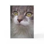 Rema Greeting Card 002