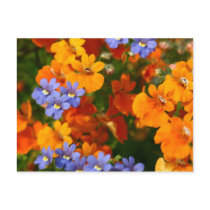 Reminder of Spring Postcard
