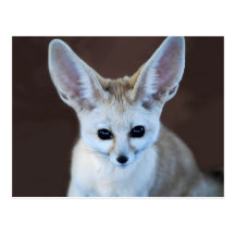 Renard de Fennec Carte Postale