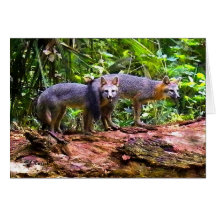 RENARDS CARTES