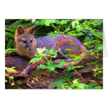 RENARDS CARTES DE VŒUX
