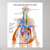 Renin Angiotensin system (RAS) Diagram Posters