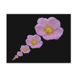 Repeated rose ~ postcard