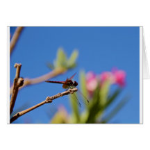 Repos de libellule cartes