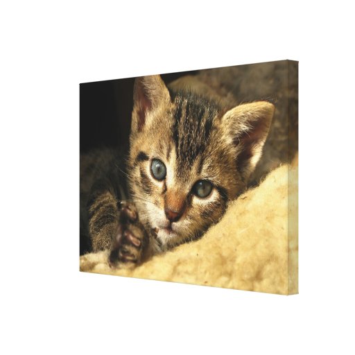 Reposez une copie de toile de chaton de moment toile tendue