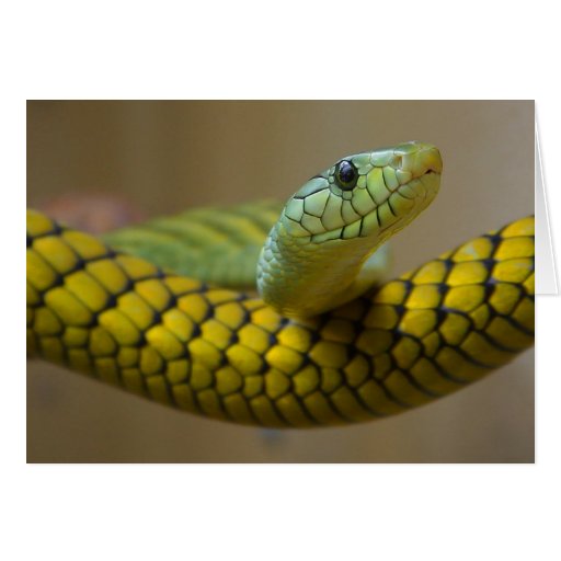 Reptile de serpent cartes de vœux