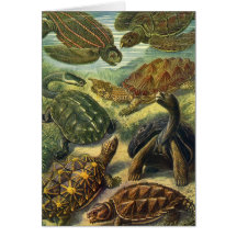 Reptiles marins vintages, tortue de terre de tortu cartes de vœux