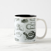 Reptiles, Serpents and Lizards mugs