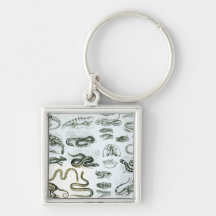 Reptiles, Serpents and Lizards Keychains