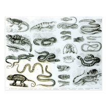 Reptiles, Serpents and Lizards postcards