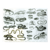 Reptiles, Serpents and Lizards posters