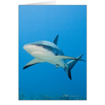 Requin des Caraïbes de récif (perezi de Carcharhin Carte De Vœux