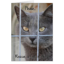Rescue a Cat in need Greeting Card