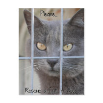 Rescue a Cat in need Post Card