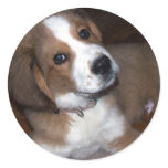 Rescue Dog Buddy Implores You Round Sticker