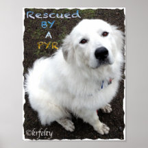 Rescued by a Pyr blue Sam Posters