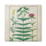 Reseda, Euphorbia and Dianthus Fridge Magnets