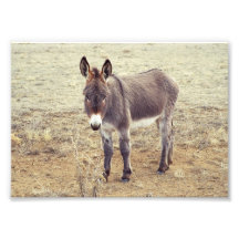 Resident Burro 5x7 Photo Art