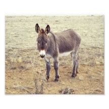 Resident Burro 8x10 Photo Print