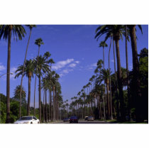 Residential Rodeo Drive, Beverly Hills, California Acrylic Cut Out
