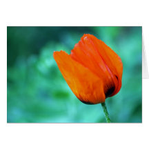 Resplendent Card