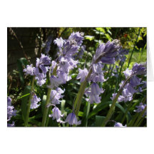Ressort - jacinthes des bois cartes