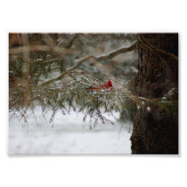 Resting Cardinal 7x5 Photographic Print