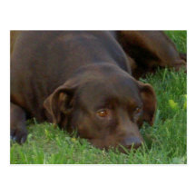 Resting Chocolate Lab Postcard