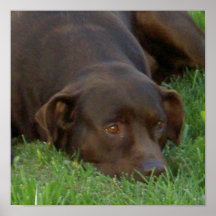 Resting Chocolate Lab Poster