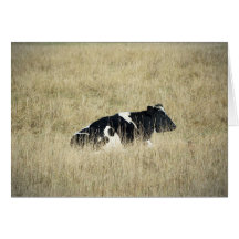 Resting Cow - Card