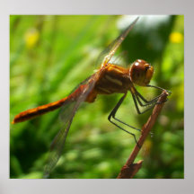 resting dragonfly print