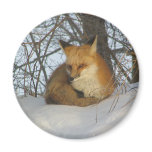 Resting Fox