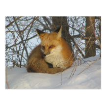 Resting Fox Post Cards